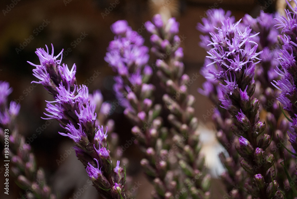 Obraz premium Close-up with selective focus of violet Liatris spicata (the dense blazing star or prairie gay feather)