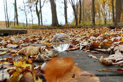 A glass ball with the reflection of the woods