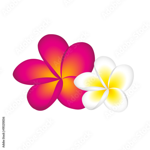 frangipani pink und weiß