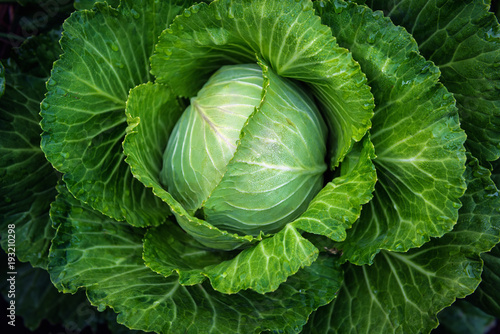 Fototapeta Fresh cabbage in the farm