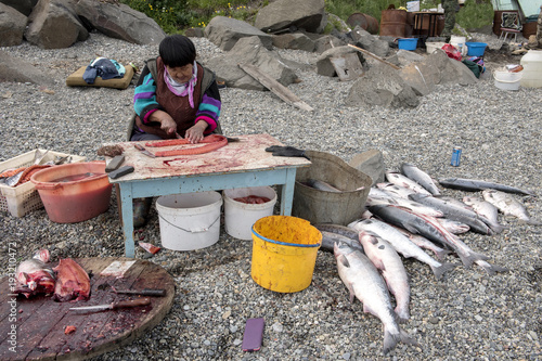 Senior Chukchi woman cuts  just catched sallmon on the sea shore and prepared it for drying photo