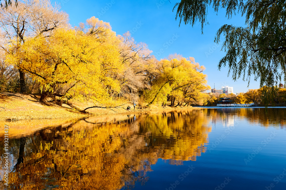 The fall trees with golden color leaves lakeside. The fall trees with golden color leaves lakeside.