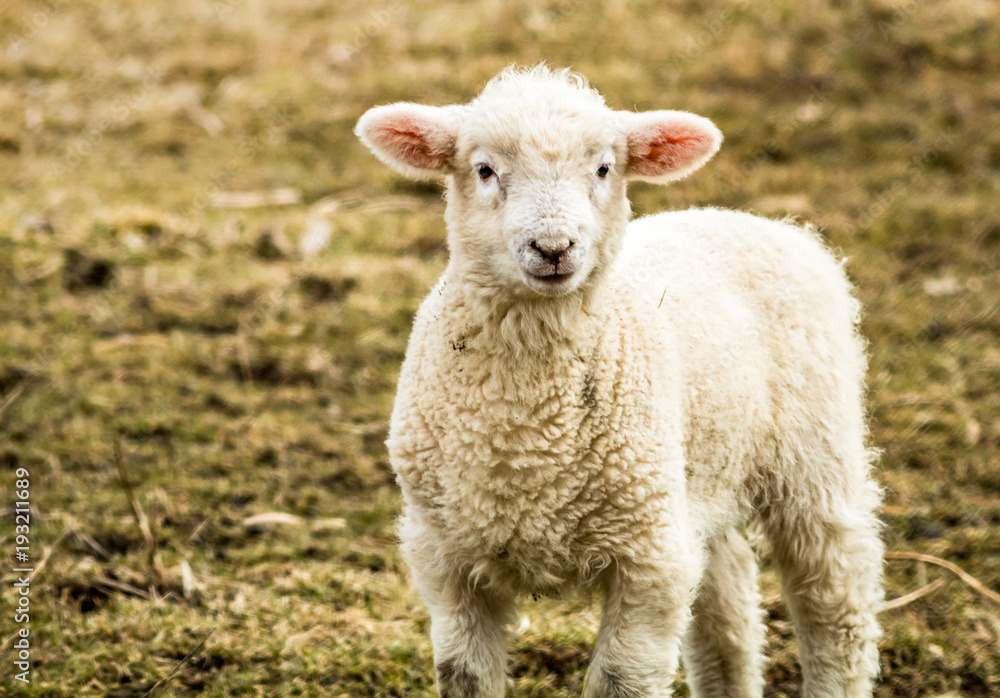 Small little lamb (Ovis Aries) looks up from the field on a late afternoon winter day Small little lamb (Ovis Aries) looks up from the field on a late afternoon winter day