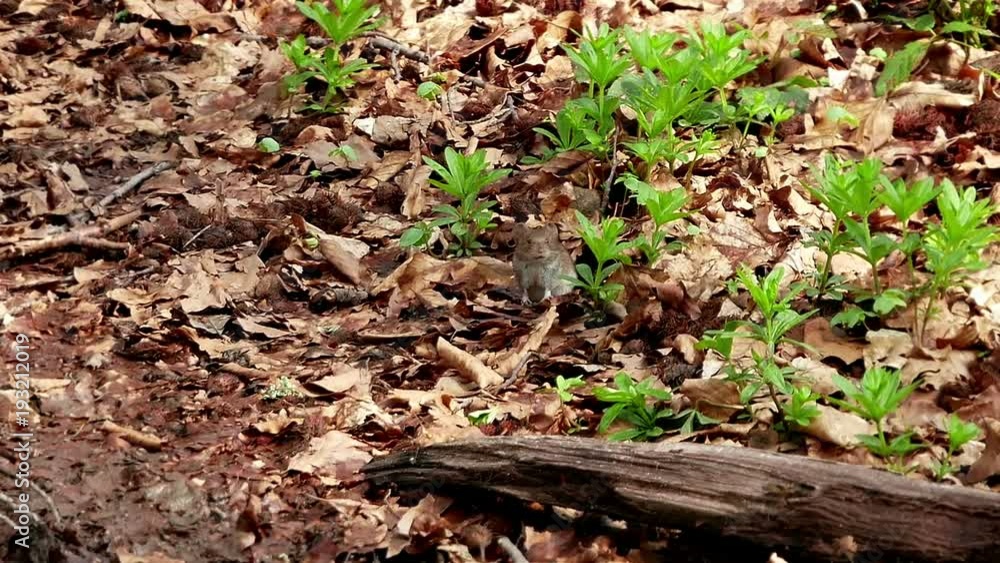Wild mouse snifs the wind to catch the scent of predators, feeling safe starts foraging. Wild mouse snifs the wind to catch the scent of predators, feeling safe starts foraging.