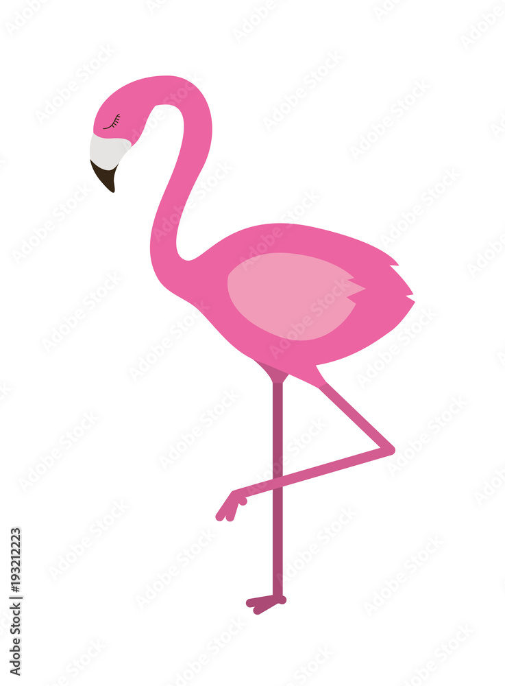 flemish tropical and exotic bird vector illustration design flemish tropical and exotic bird vector illustration design