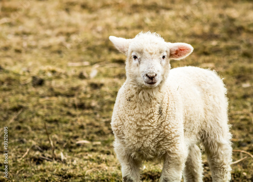 Small little lamb  Ovis Aries  looks up from the field on a late afternoon winter day