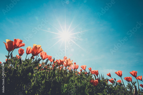 vintage color of the poppy field and wild flowers in sunlight under a blue sky