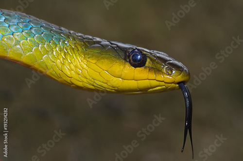 Green-tree snake up close