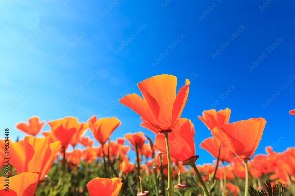 Obraz premium Poppy field and wild flowers in sunlight under a blue sky