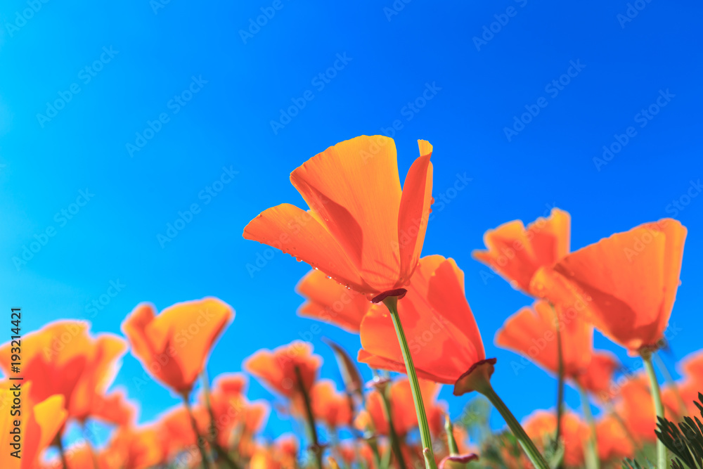 Obraz premium Poppy field and wild flowers in sunlight under a blue sky