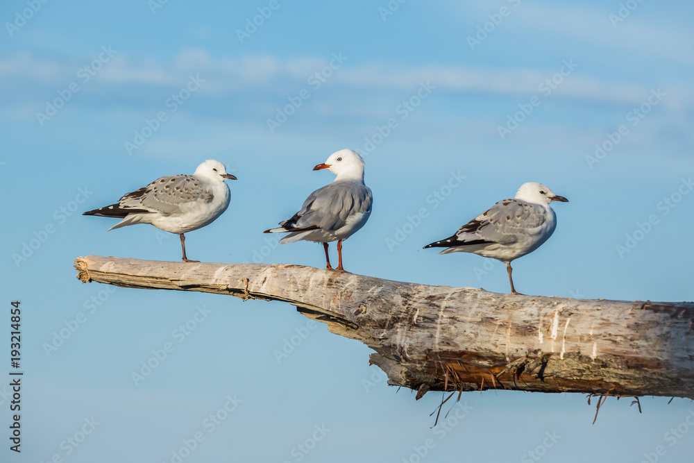 Three Seagulls standing on a driftwood log on the coast of New Zealand Three Seagulls standing on a driftwood log on the coast of New Zealand