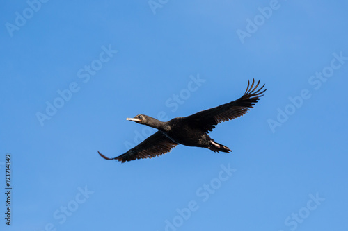 Shag  Cormorant  in flight over the coast of Oamaru New Zealand