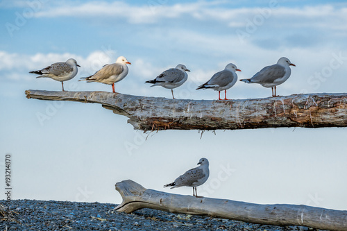 Canvas Print One seagull highlighted among five friends