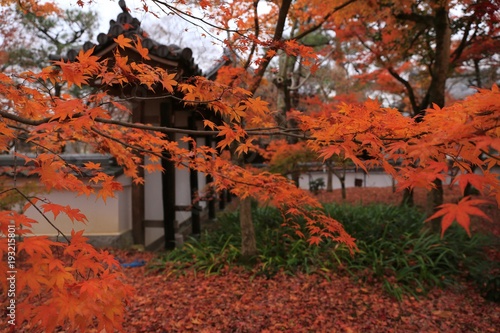 red maple leaves in Buddhism temple in autumn