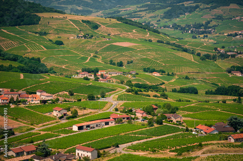 Brouilly Vineyards