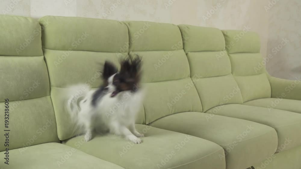 Young dog breeds Papillon Continental Toy Spaniel dog catches big ball and plays stock footage video Young dog breeds Papillon Continental Toy Spaniel dog catches big ball and plays stock footage video