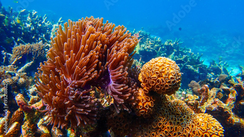 Fototapeta Naklejka Na Ścianę i Meble -  Beautiful coral reef in underwater.