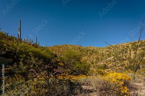 The Santa Catalina foothills are covered in a carpet of yellow brittle bush. Near Tucson, Arizona.