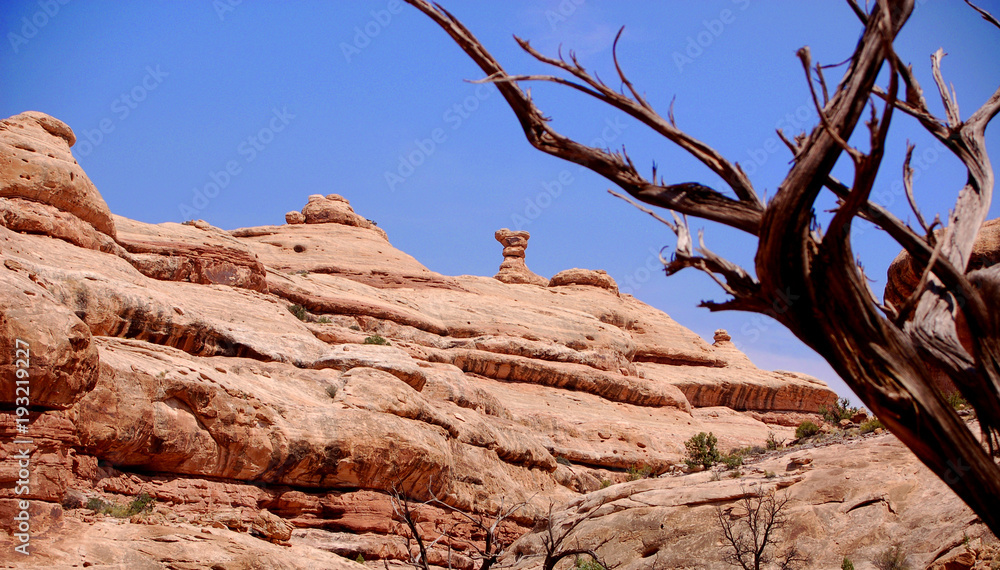 Juniper tree and red rock formations in canyon country Southern Utah.