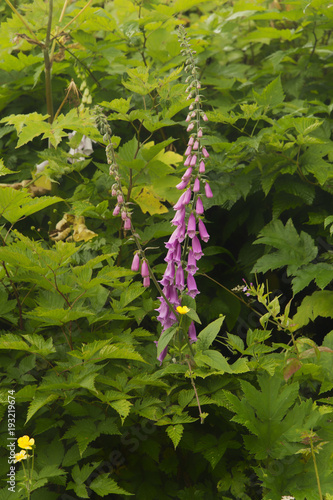 Foxglove blooming on Baranof Island;  Alaska photo