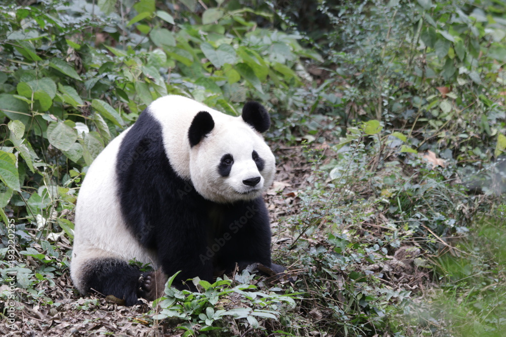 Giant Panda in China Giant Panda in China