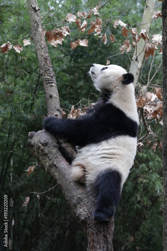 Fototapeta Naklejka Na Ścianę i Meble -  Giant Panda Takes a Rest on the Tree, China