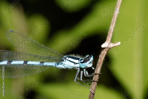 Blue dragonfly is sitting on the stem