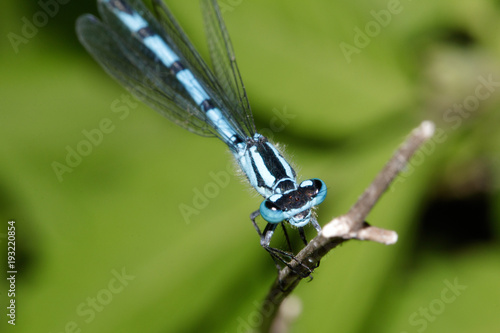 Bliue dragonfly is sitting on the stem and is looking with big eyeses photo