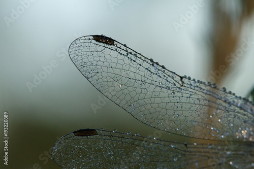Dragonfly  wings covered with dew © Jule