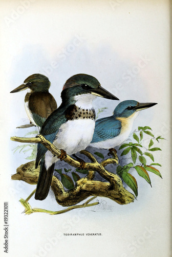 Illustration of bird photo