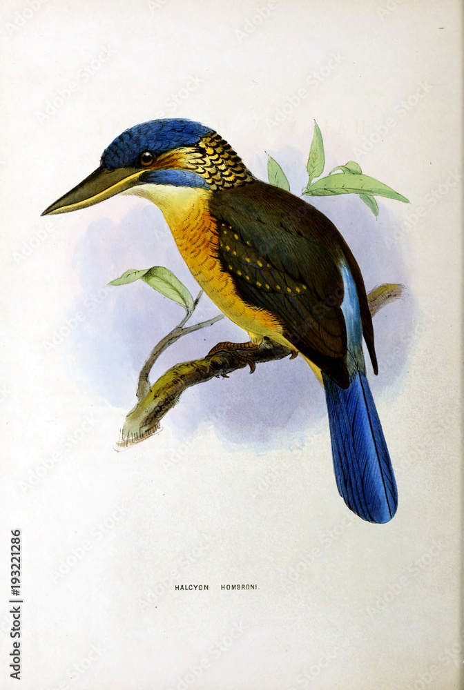 Fototapeta premium Illustration of bird