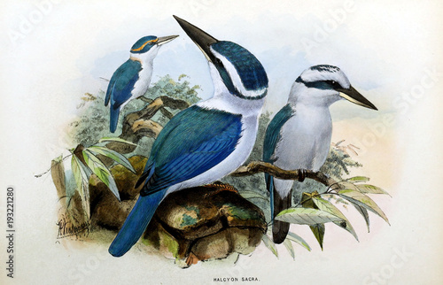 Illustration of bird photo