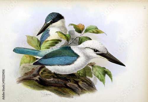 Illustration of bird photo