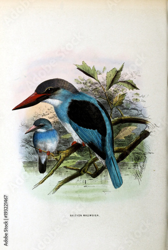 Illustration of bird photo