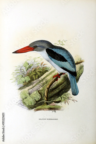 Illustration of bird photo