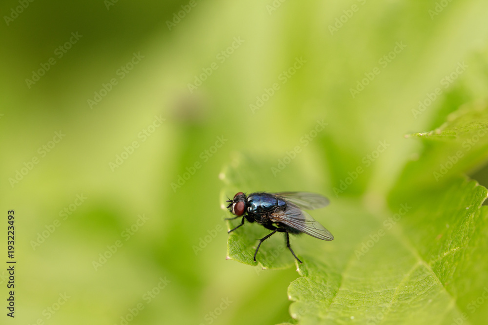 Glossy fly is sitting on the leaf Glossy fly is sitting on the leaf