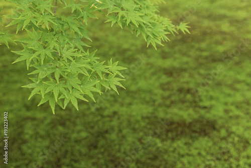 Green maple leaf. Natural background