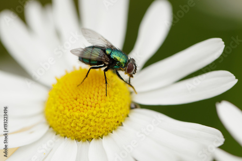 Glossy green fly is sitting on the chamomile