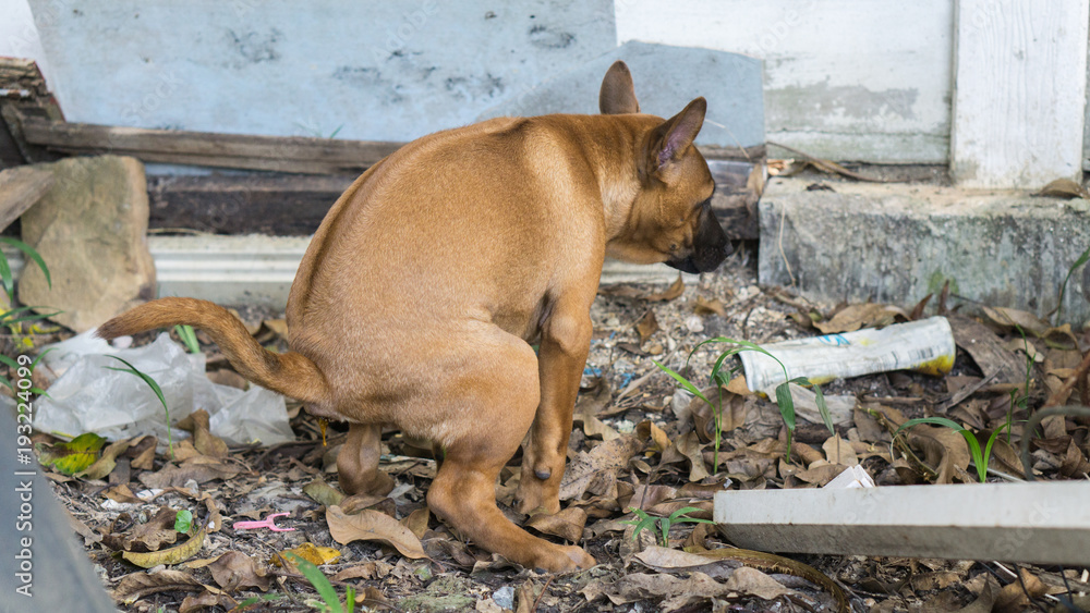 Do They Eat Dog In Thailand