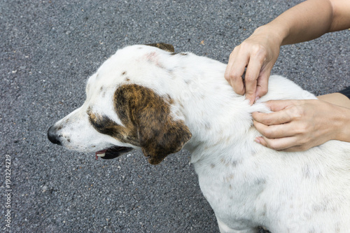 Closeup of human hands remove dog adult tick from the fur.,dog health care concept. animal hospital concept.