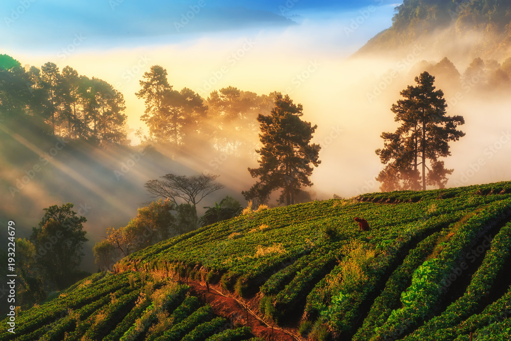 Morning sunrise in strawberry field at doi Angkhang mountain, Chiang mai, Thailand