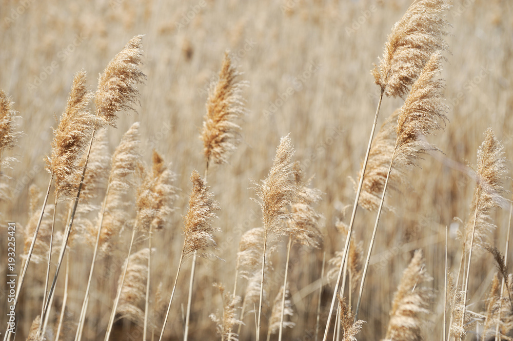 Obraz premium reed in autumn season