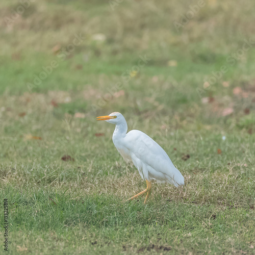 Western Cattle Egret, Bubulcus ibis, beautiful white bird on the grass 