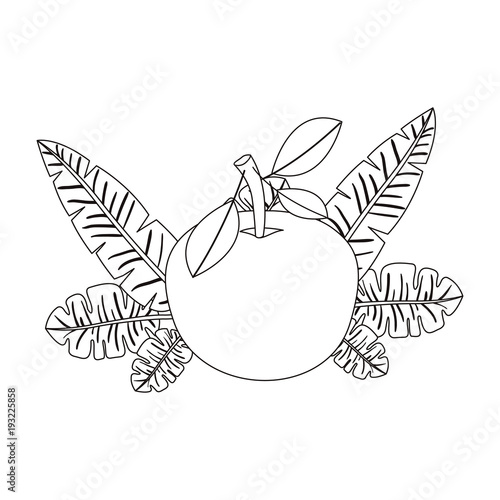 orange with leafs fresh and citrus fruit vector illustration design