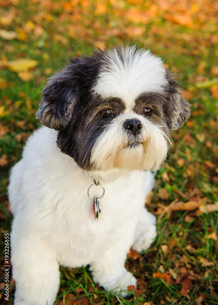 Shih Tzu dog outdoor portrait sitting in grass with fallen fall leaves Shih Tzu dog outdoor portrait sitting in grass with fallen fall leaves