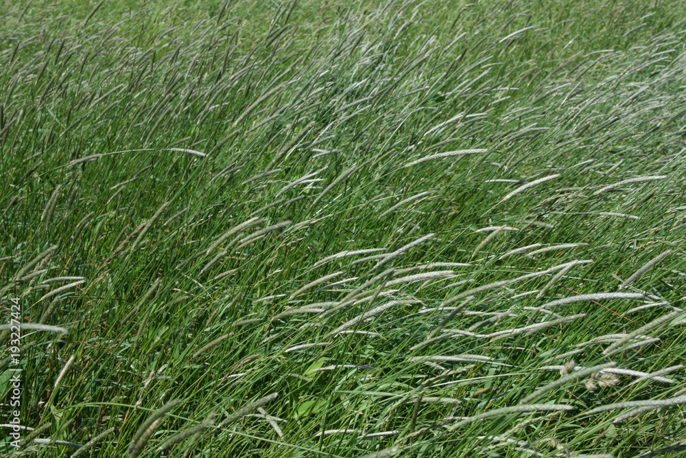 Mountain Meadow Grasses Mountain Meadow Grasses