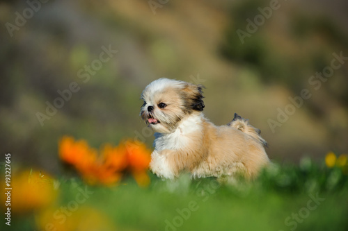 Vászonkép Shih Tzu puppy dog running through field with orange spring flowers