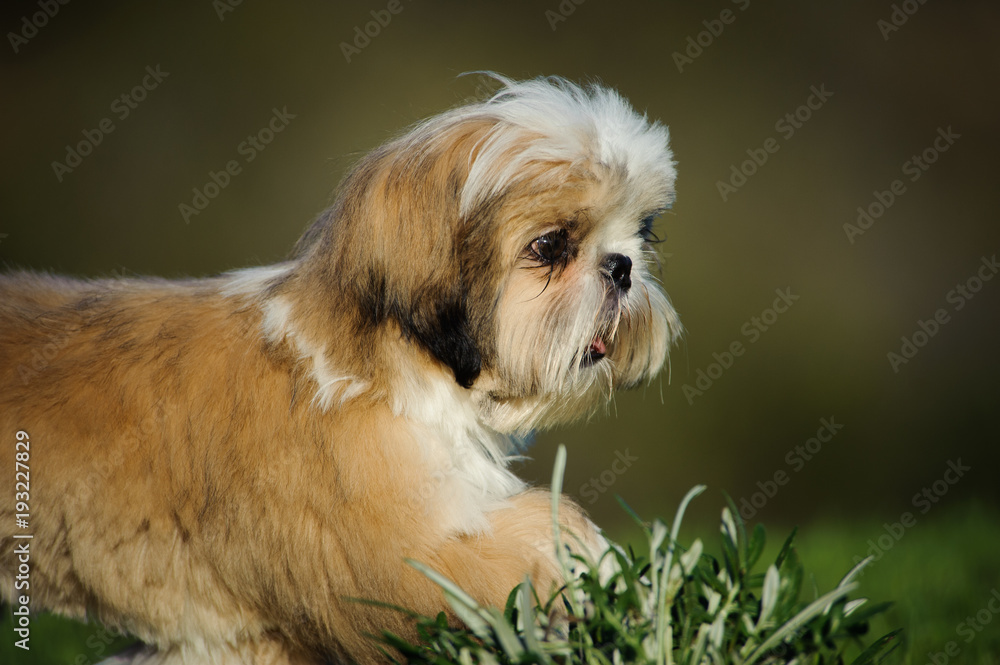 Shih Tzu puppy dog close up portrait