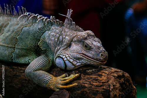 A portrait of an Iguana large inThailand