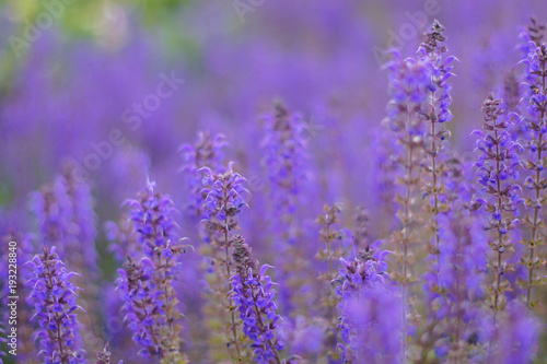 Purple Flowers 2